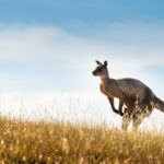 Australia Day