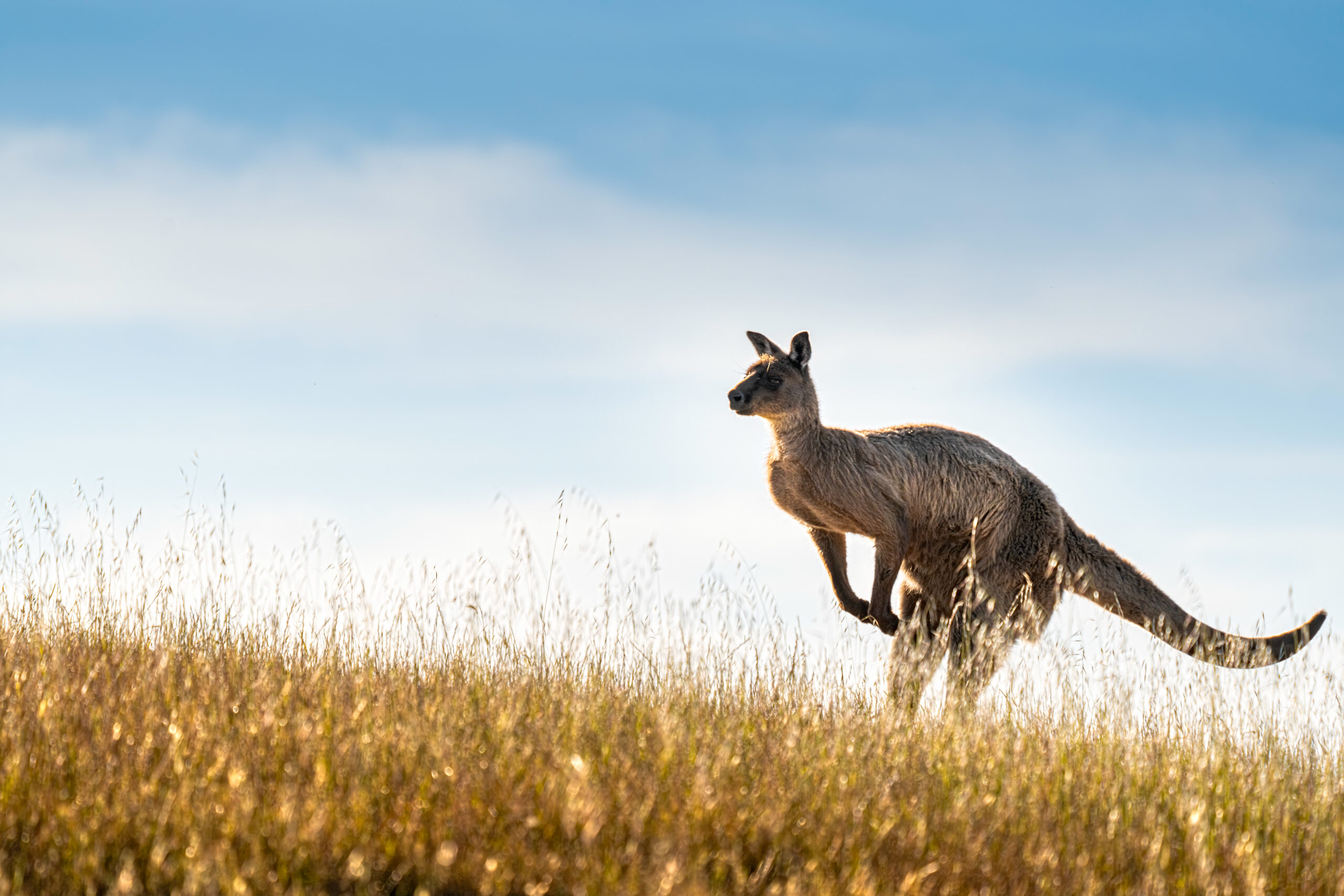 Australia Day